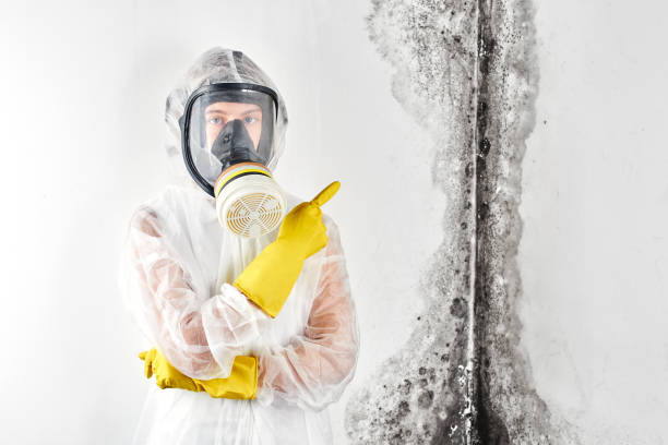 Reliable Fairlawn, OH Mold Inspection Solutions